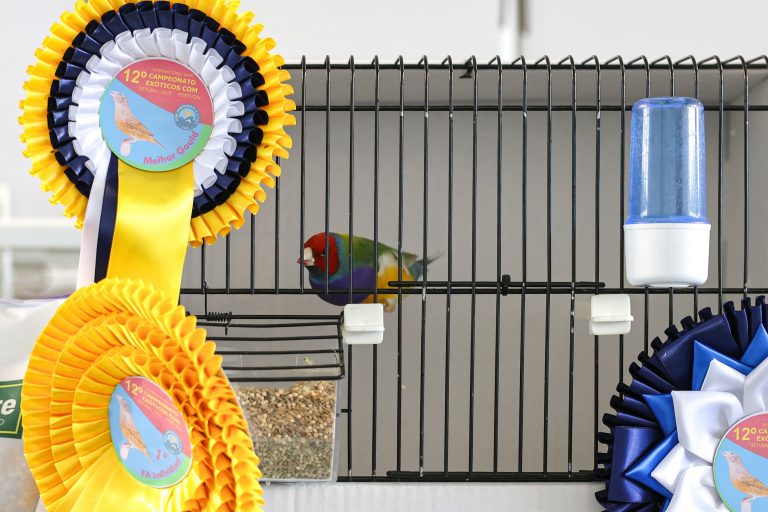 Mais 1600 aves exóticas estiveram em exibição no Internacional Sado - 12.º Campeonato COM de Exóticos
