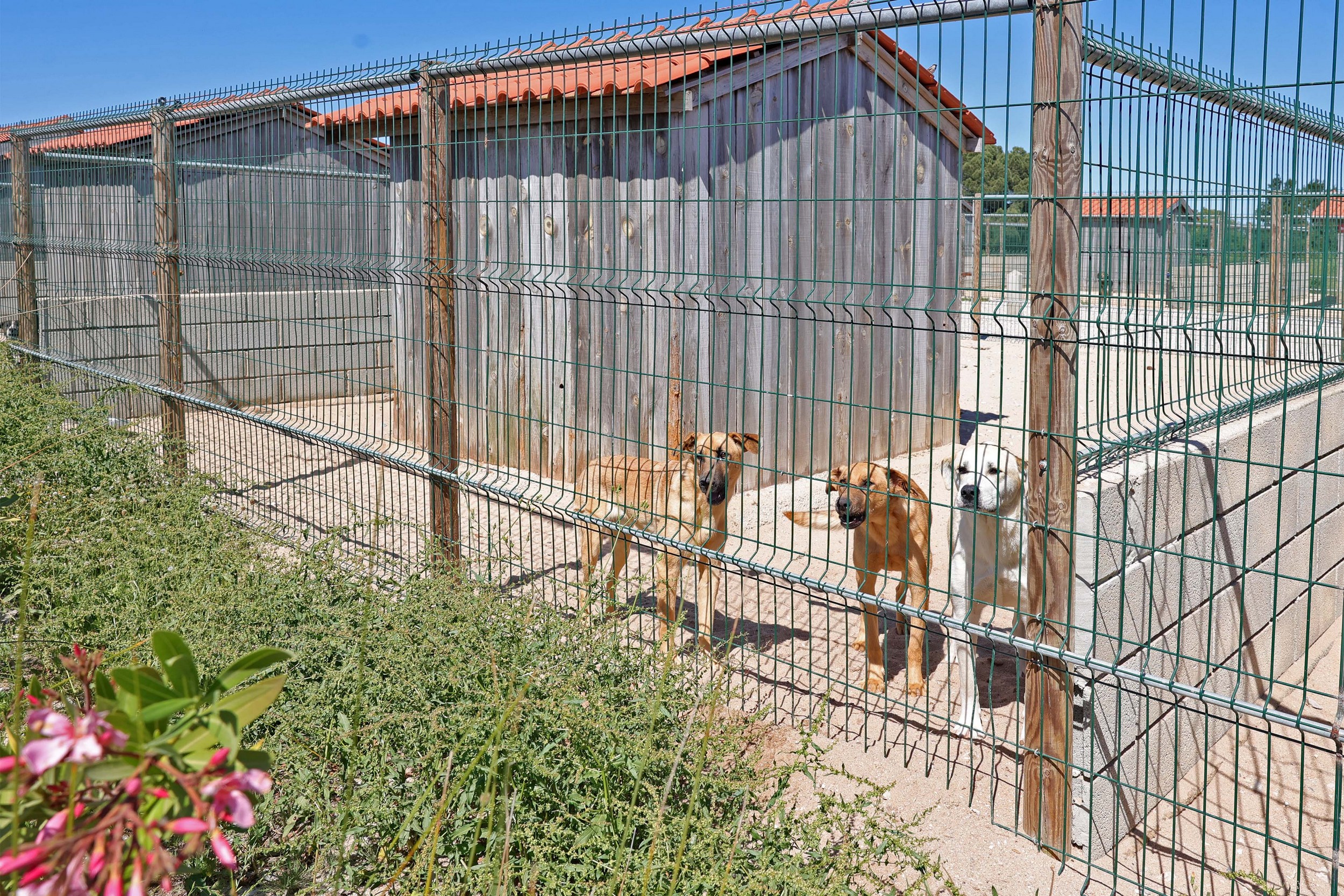Centro de Recolha Oficial de Animais de Companhia (CROAC) – Casa da Bicharada