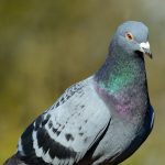 Pombo